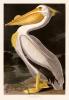 311 American White Pelican